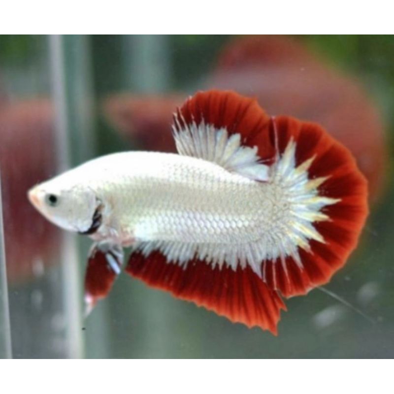 Cupang Red Dragon Snow Jantan