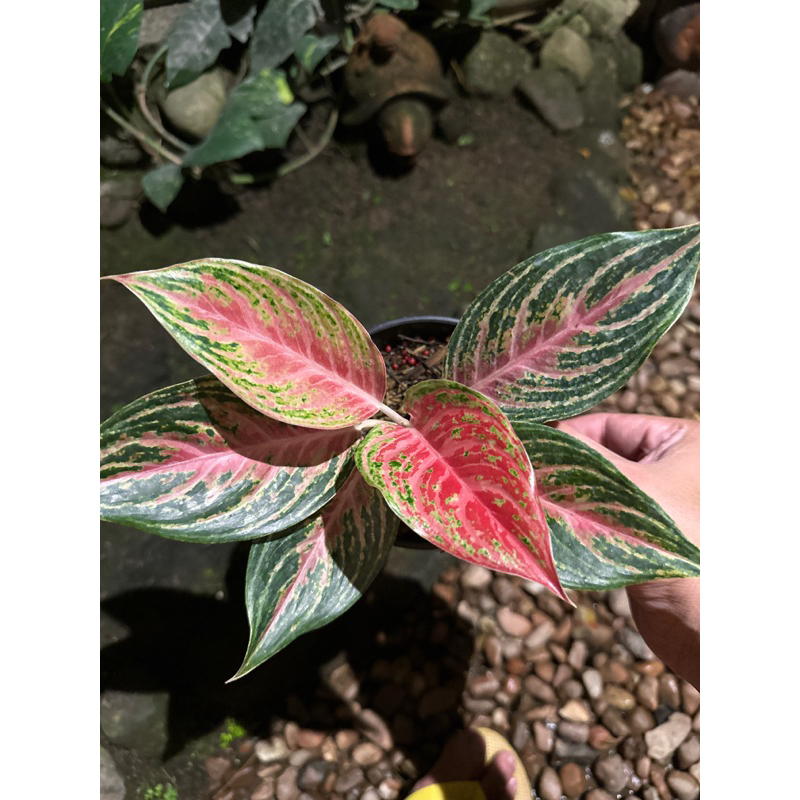 aglonema pink beauty