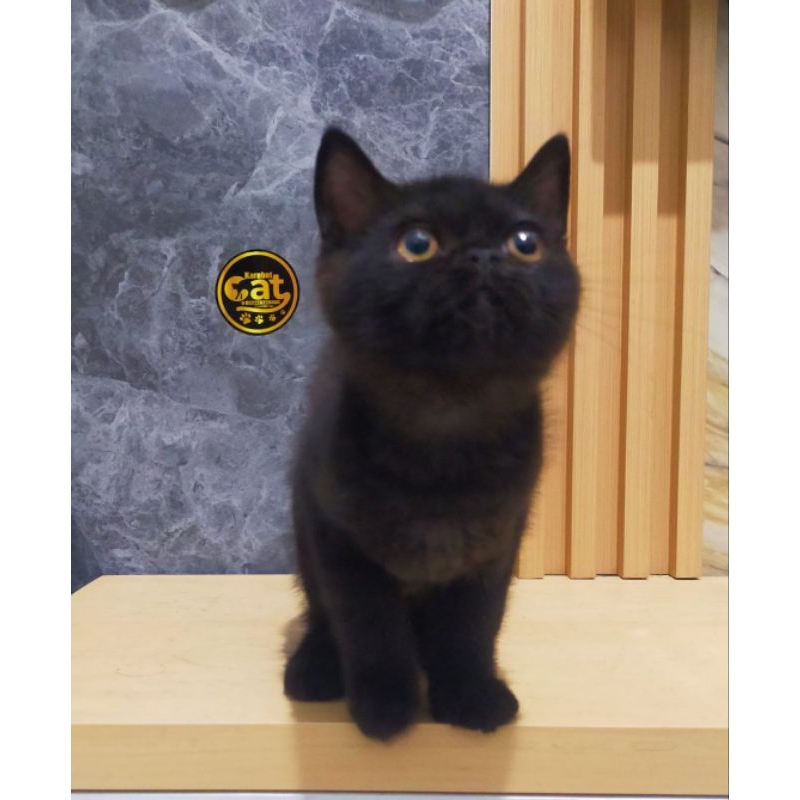 kucing shorthair black cinamon british