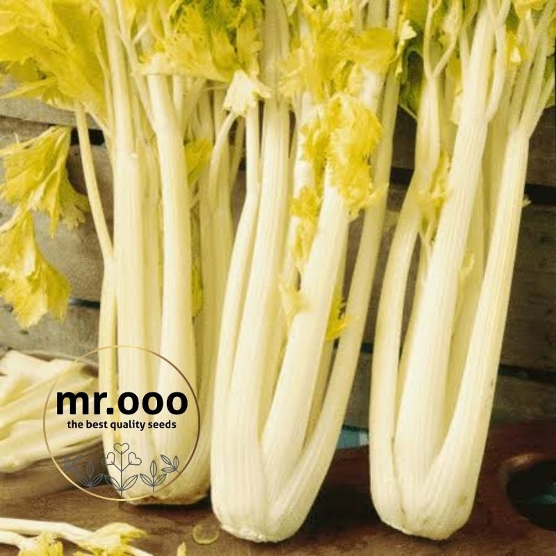Benih Seledri / Celery Golden Boy - 100 benih - Import