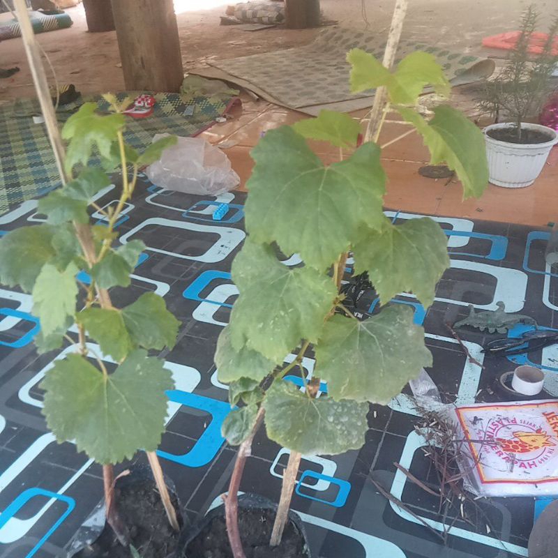 

bibit anggur varian basanti