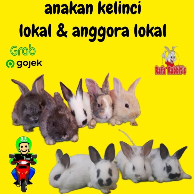 Anakan kelinci lokal lucu imut gemoy khusus gojek dan grab