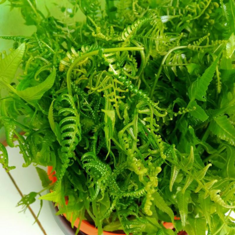 

PAKIS SAYUR SEGAR 200 GRAM