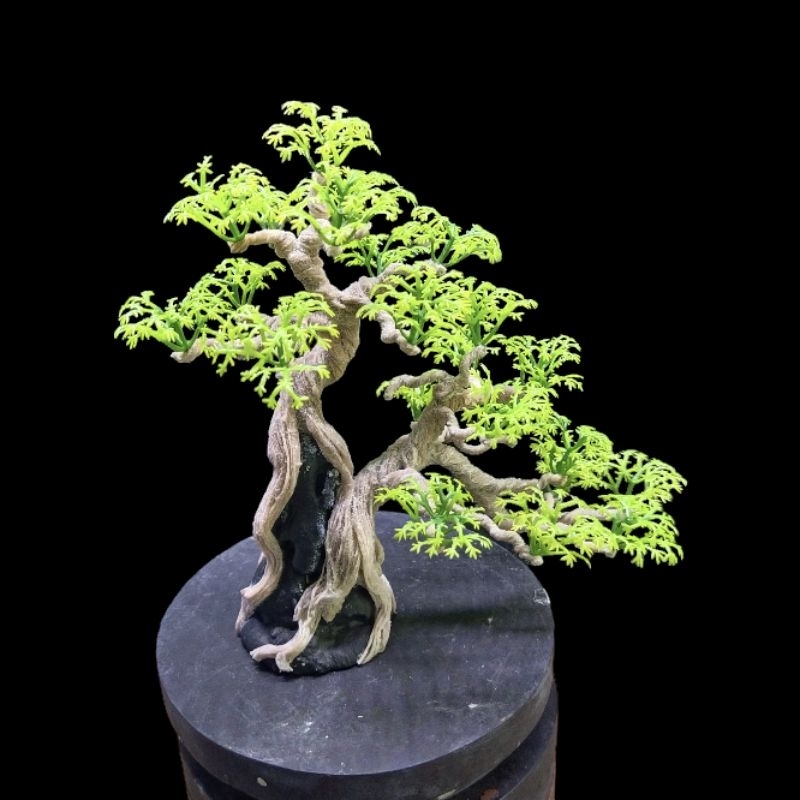 Bonsai Akuarium Pohon Sancang