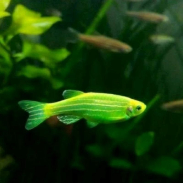 PROMO HIJAU STABILO  GLOWFISH  DANIO HIASAN AQUARIUM ready