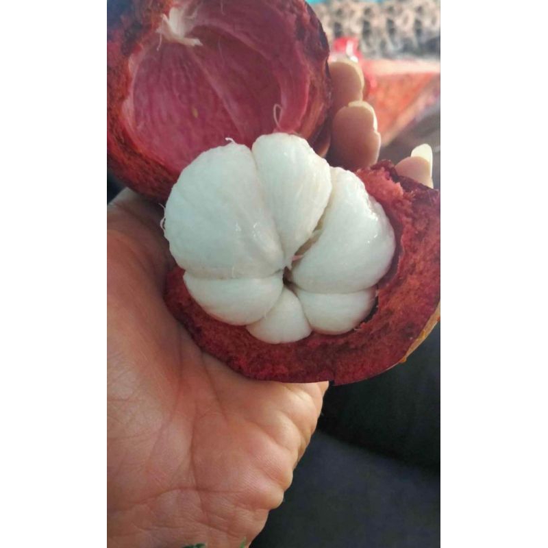 

manggis/mangosteen
