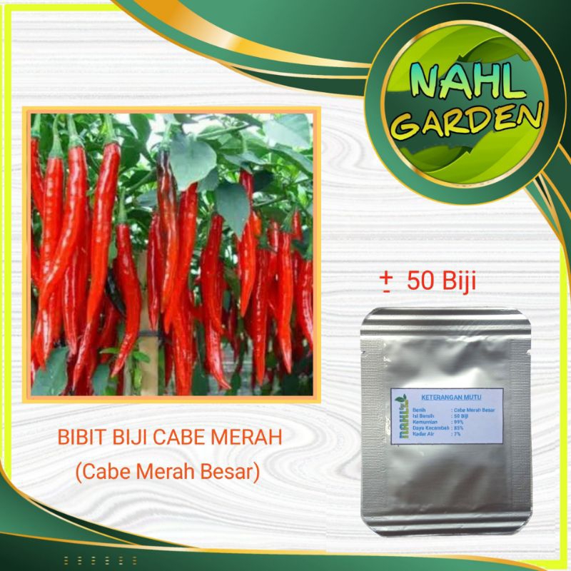 BIJI BIBIT CABE MERAH (Cabe Merah Besar)