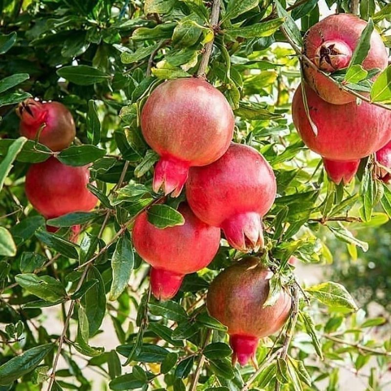 Bibit Delima Merah jumbo sudah berbuah