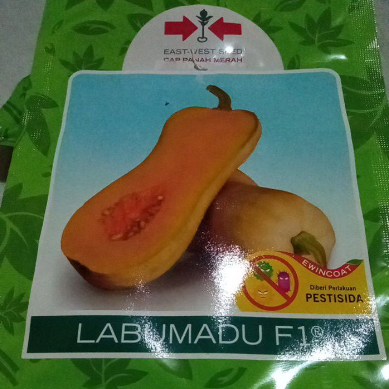 Benih Labu MADU LABU KACANG F1 Pumkins Butternut