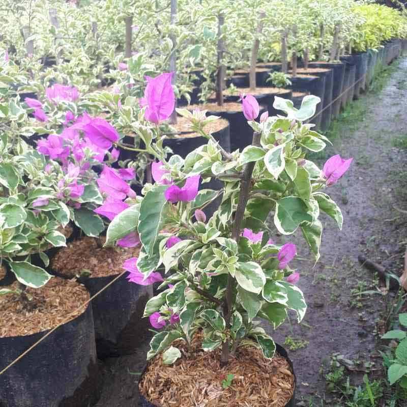 Tanaman Hias Bougenville Variegata Ungu Varigata Besar (Jaminan Ori)