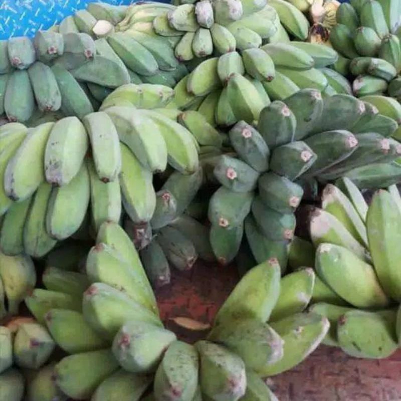 

TERMURAH PISANG KEPOK LOKAL/CAU GEBROT TUA MENTAHAN