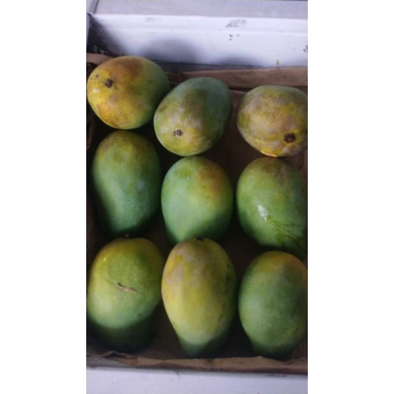 

mangga harumanis