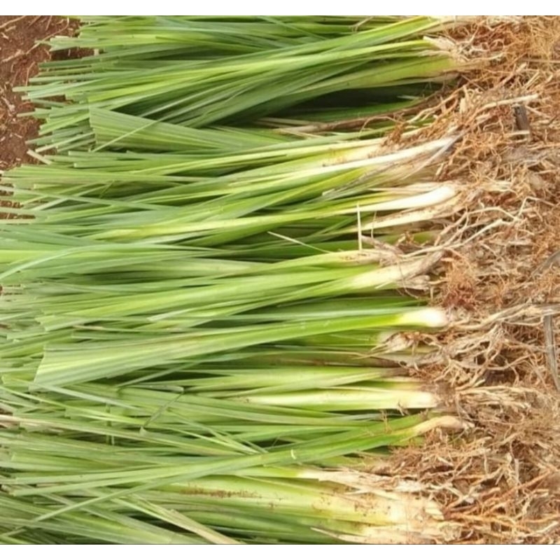 Paket 10 Batang Rumput Vetiver Akar Wangi Tanaman Vetiver Akar Wangi Rumput Vetiver Murah