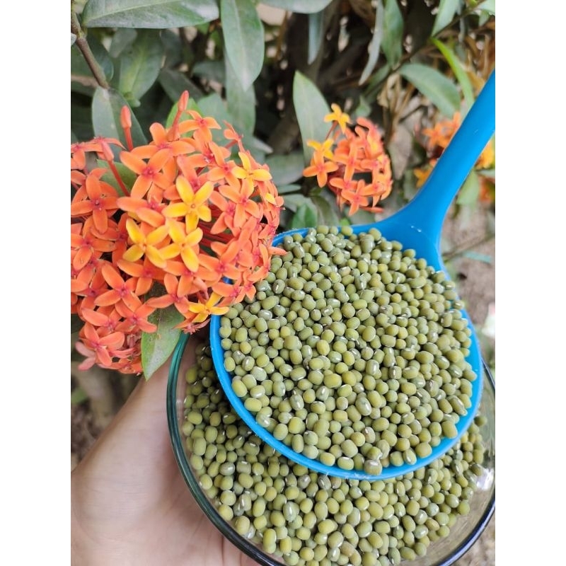 

Kacang Hijau Organik Kualitas Super/Kacang Hijau Kemasan 500 gram