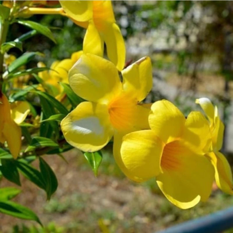 Bunga Alamanda Kuning - Kembang Alamanda Bunga Kuning