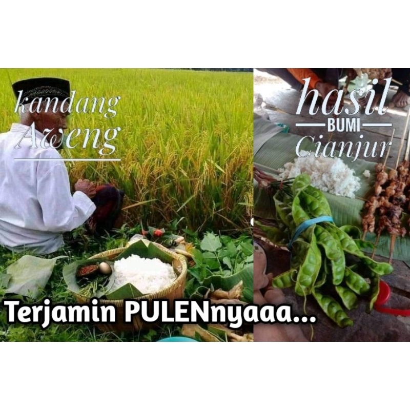 

Beras PULEN CIANJUR SELATAN Hasil Bumi Cianjur Selatan - Petani Cidaun