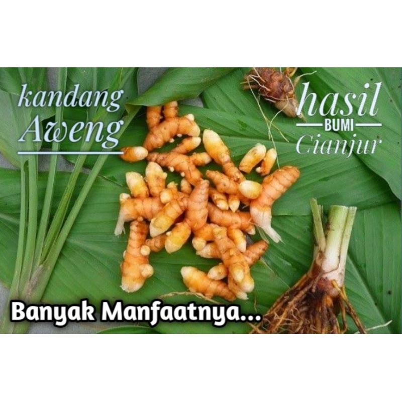 

Kunyit SEGAR Hasil Bumi Cianjur Asli dengan Segudang Manfaat dan Hasiatnya