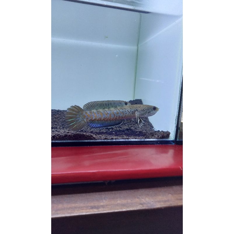 

STIKER BP 8-9 CM BERMENTAL