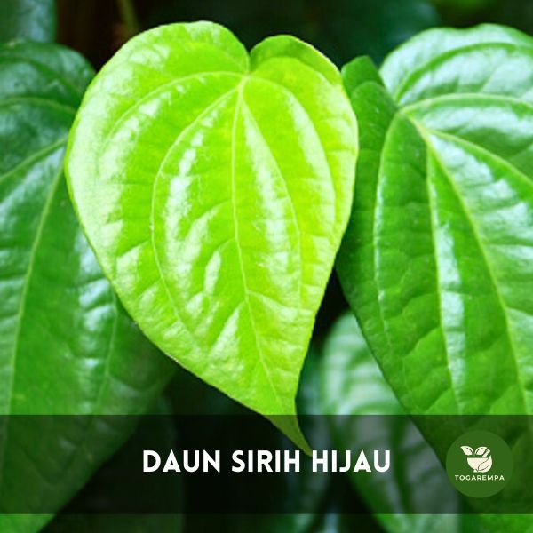 

Daun Sirih / Suruh Segar 25 Lembar / Pack