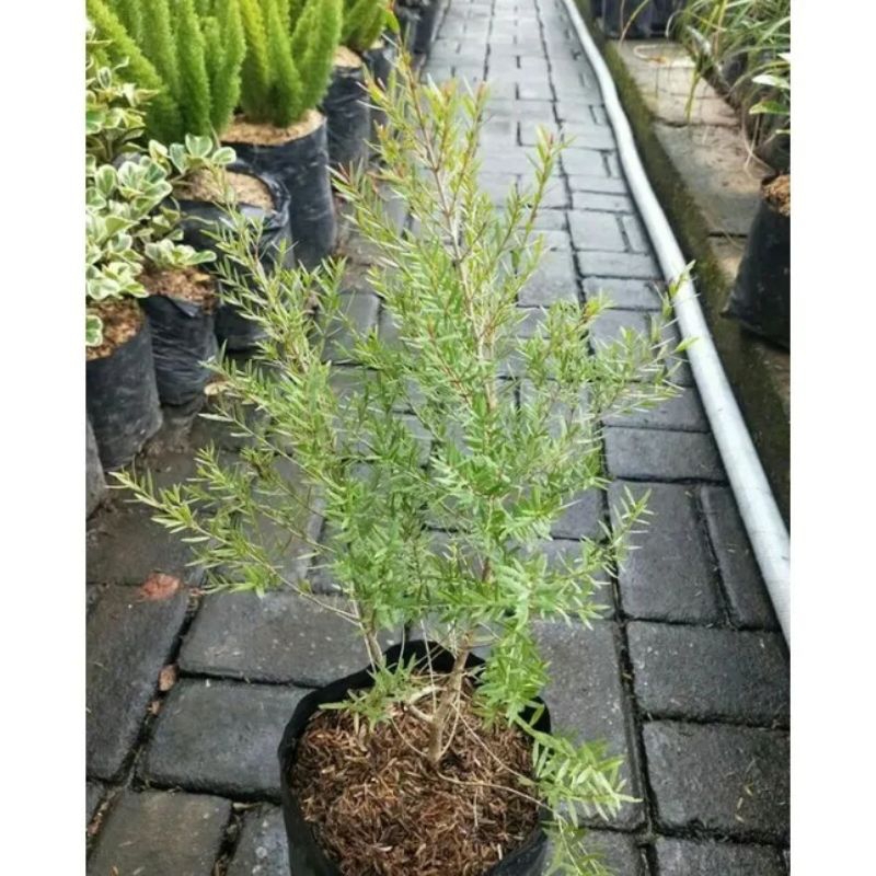 Pohon kayu putih micro