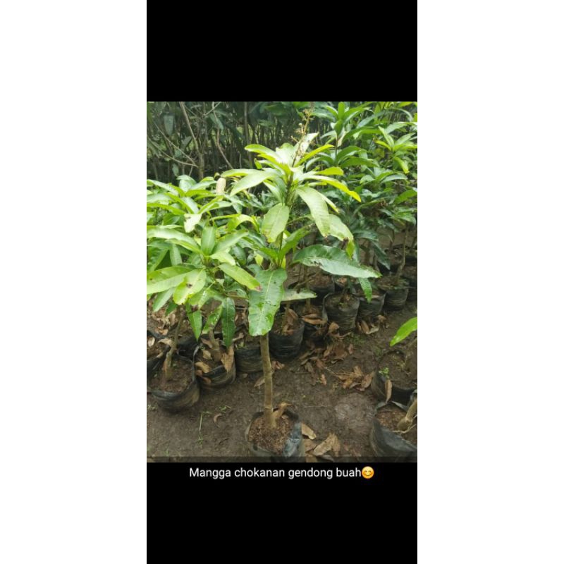 bibit mangga chokanan berbuah