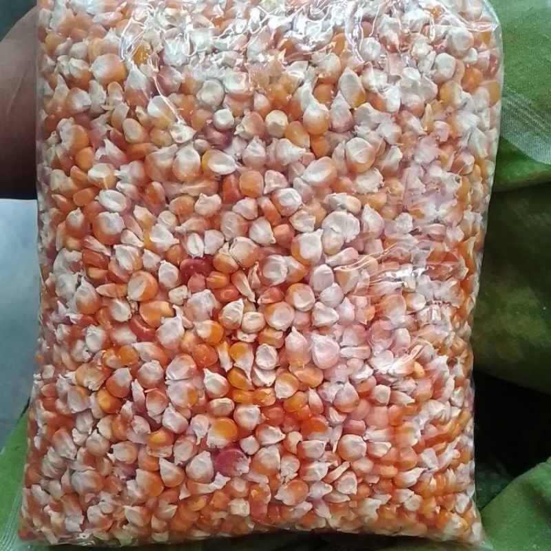 

jagung besar 1 kg