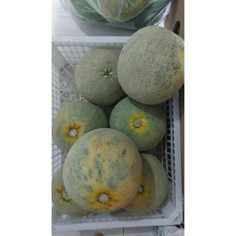 

Melon Hijau Perbuah berat sekilo lebih