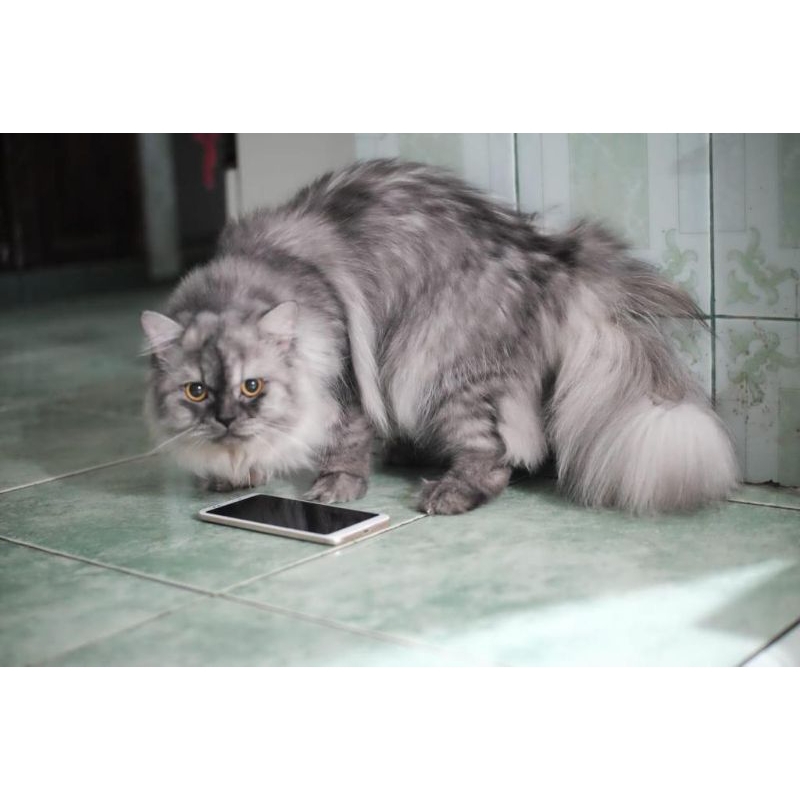 Kucing Persia mix anggora