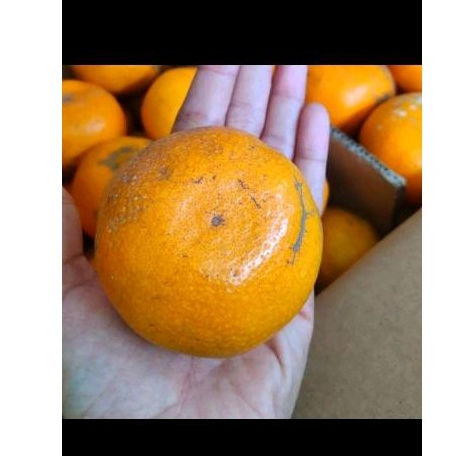 

JERUK MEDAN | Jeruk medan manis | Jeruk medan bandung