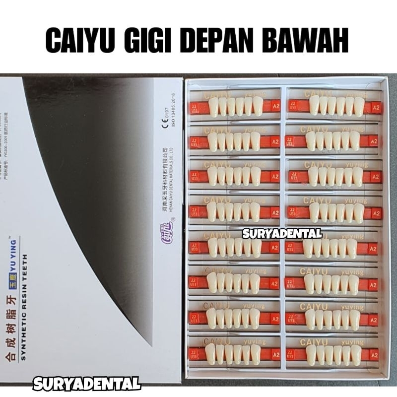 CAIYU Gigi Depan Bawah / Lower Anterior / Gigi Palsu