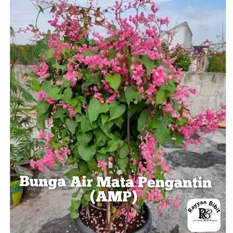 Bibit bunga air mata pengantin bunga amp