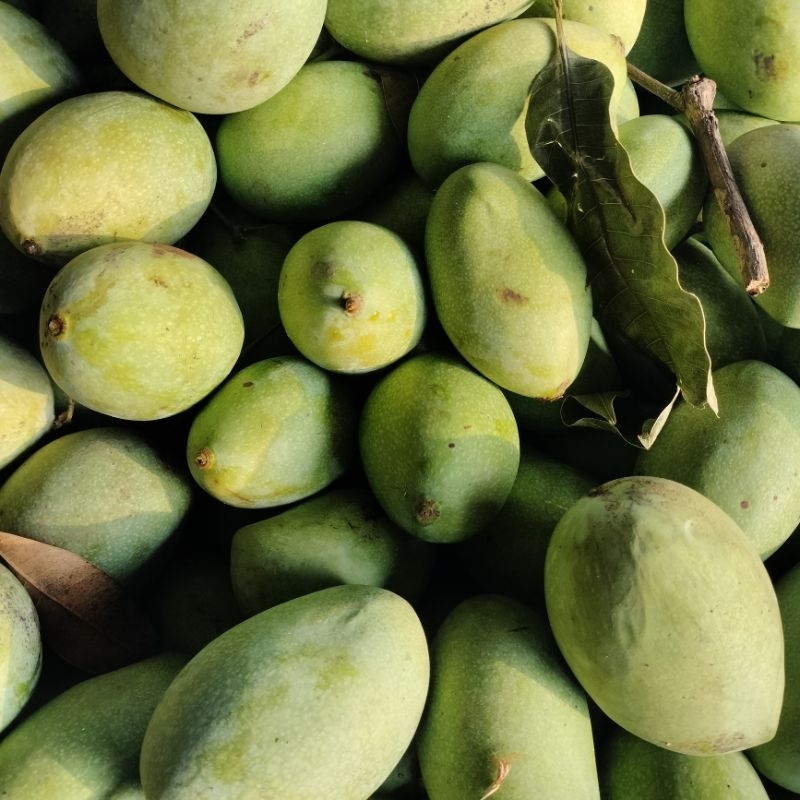 

BUAH MANGGA MANALAGI