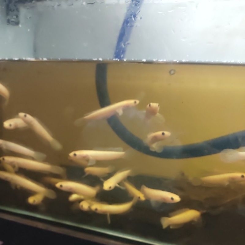 Hiasan Limbata Golden