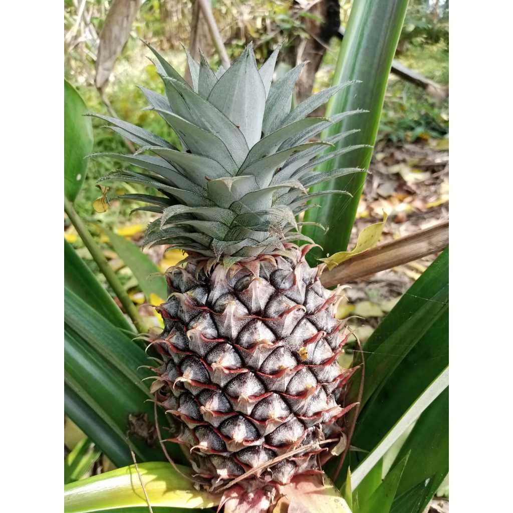 

Nanas Muda Asli Obat Herbal Fress