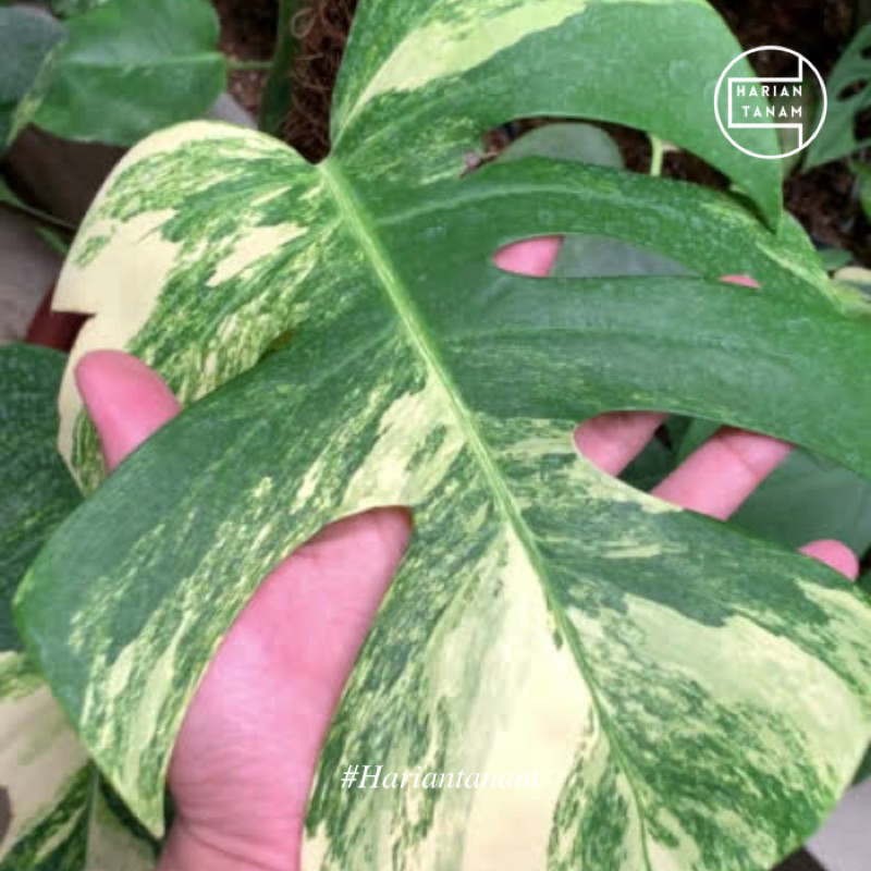 Monstera Borsigiana Aurea / Marmorata Variegata (Include pot & media tanam)