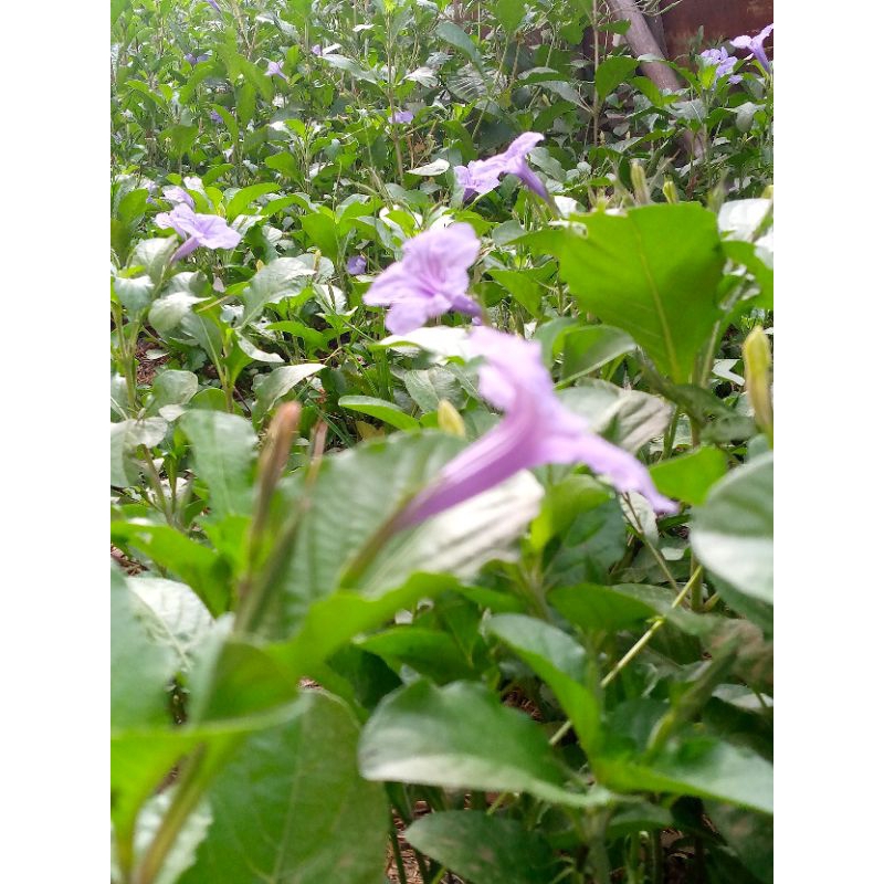 TANAMAN KENCANA UNGU/OBAT DIABETES/TANAMAN HERBAL/DAUN KENCANA UNGU