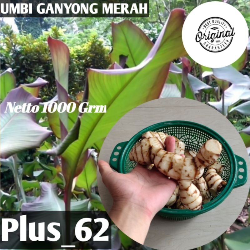 

Umbi ganyong merah/umbi sayuran ganyong organik/1000grm