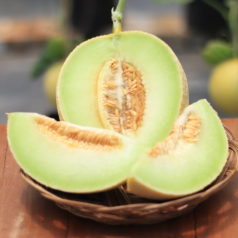 

Melon Inthanon (Golden emerald melon sultan)