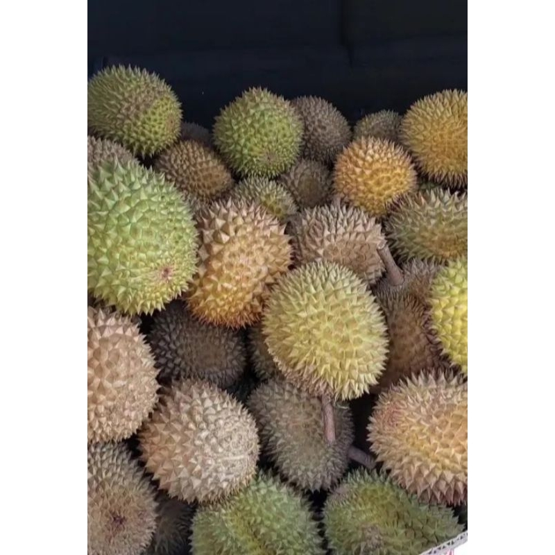 

DURIAN LOKAL BANYUWANGI MANIS LEGIT UKURAN BESAR MURAH