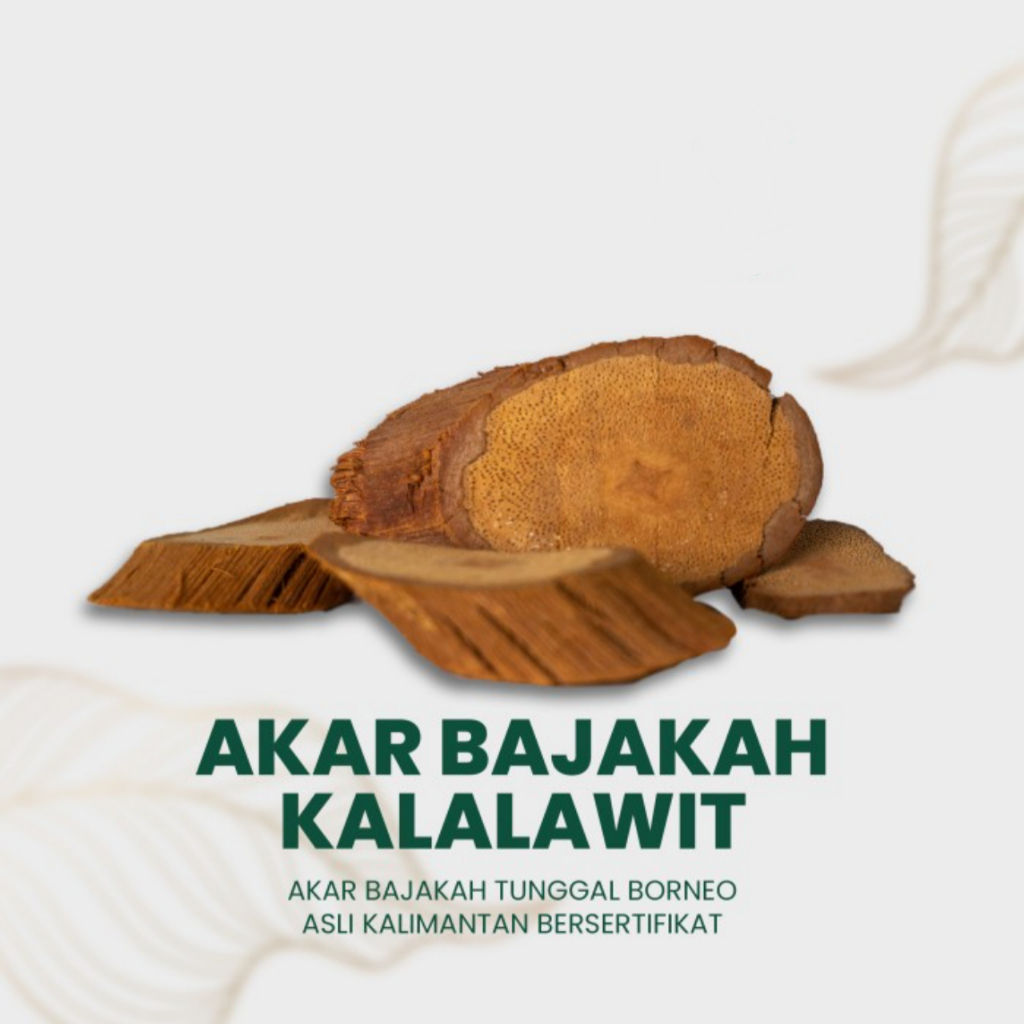 

Akar Kayu Bajakah Tunggal kalimantan 100 gram