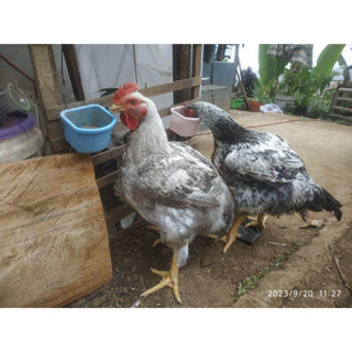 

TELUR AYAM FERTIL BANGBROI UNTUK DI TETASKAN