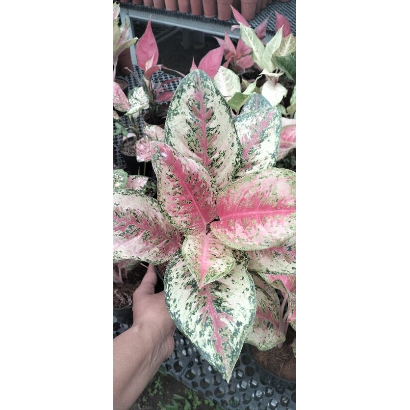 aglaonema sweet dream