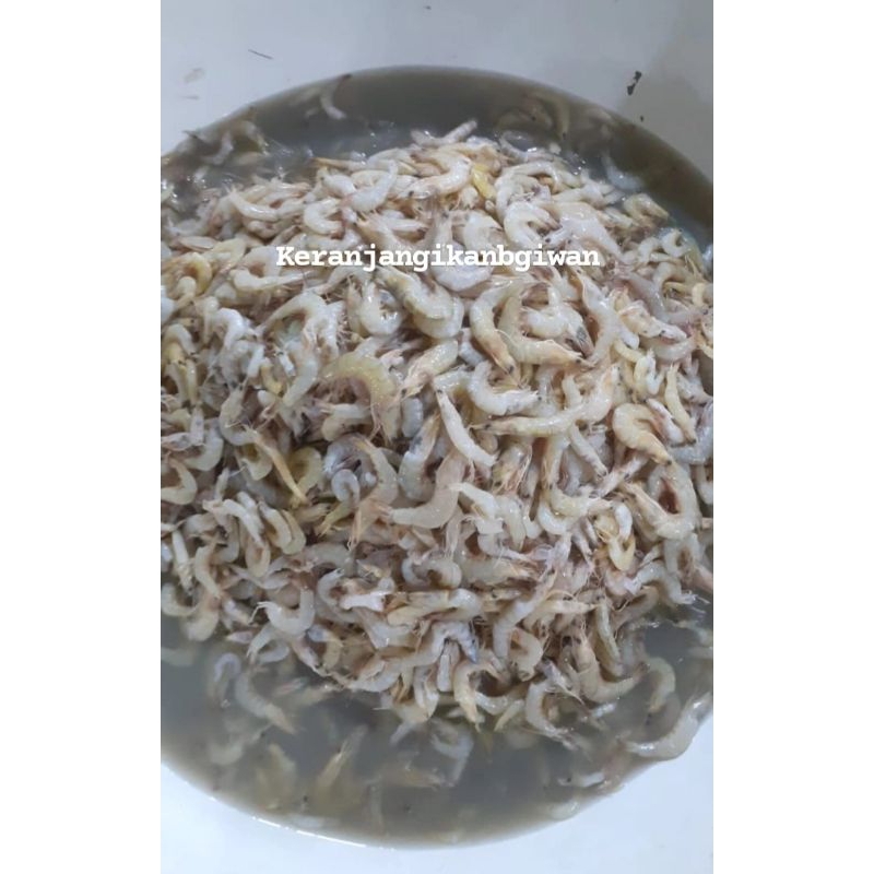 

Udang peci sedang segar / udang bakwan 1kg free dibersihkan gratis minyak goreng 1liter