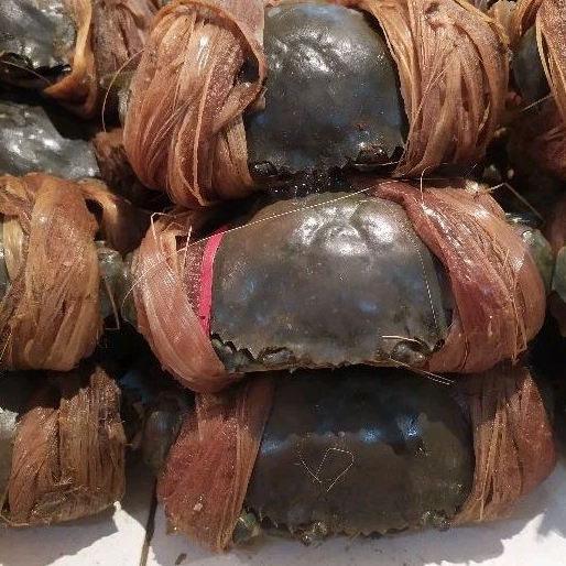 Kepiting Hijau Hidup / Kepiting bakau Hidup