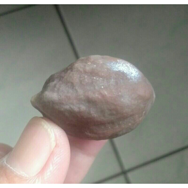 Kemiri Muncang Adu Nyonyo ZT Ori Tua Jatuhan