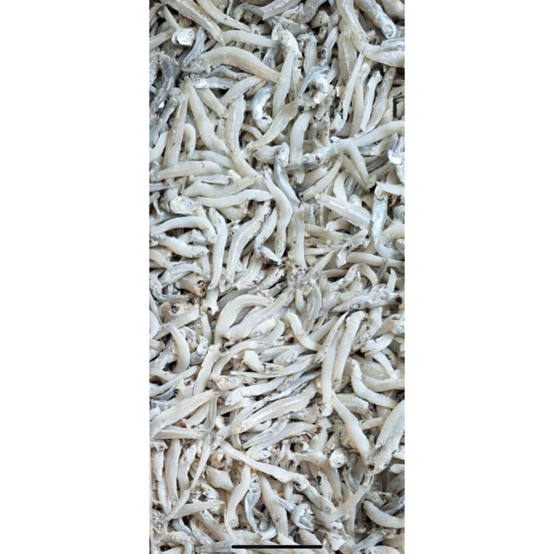 

TN JUMBO (Buntiaw)
