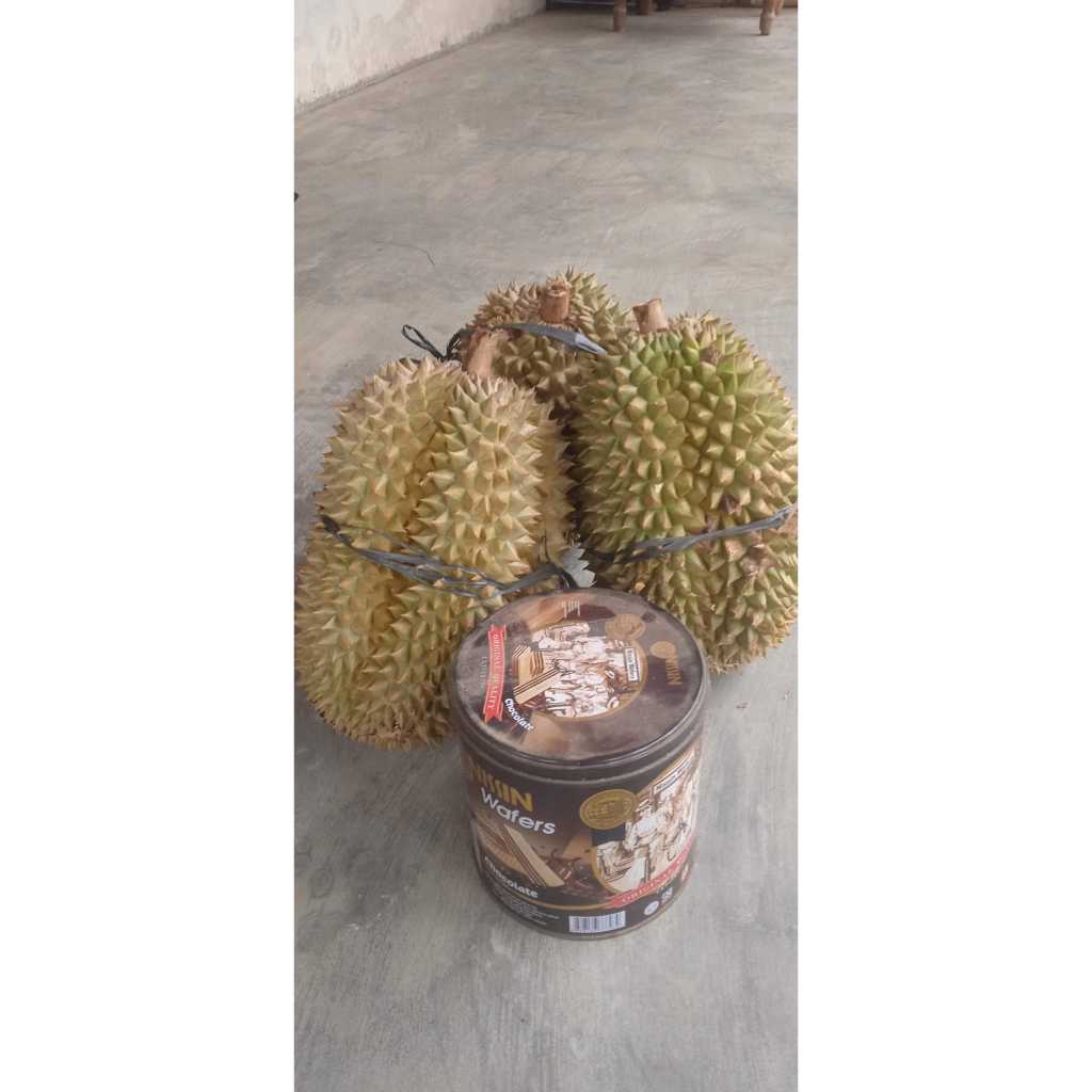 

Durian Lokal Purworejo Fresh Manis Legit Ukuran Jumbo