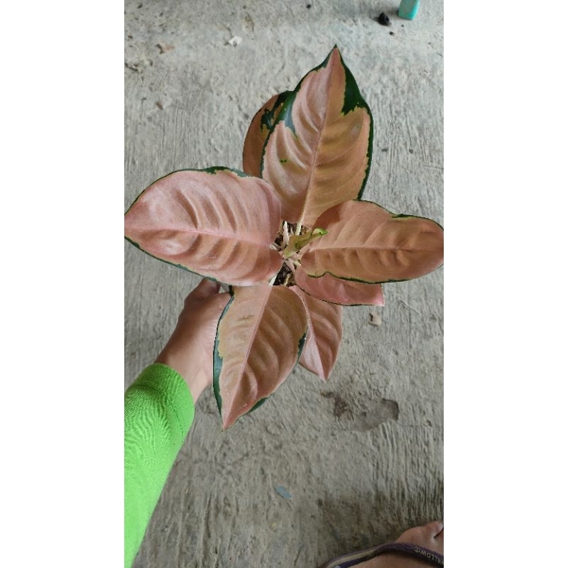 Sultan Brunai Aglonema