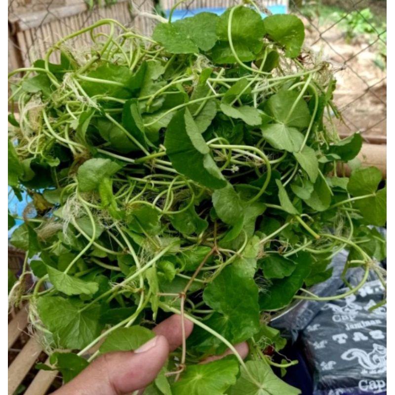 

Daun pegagan segar 500gram