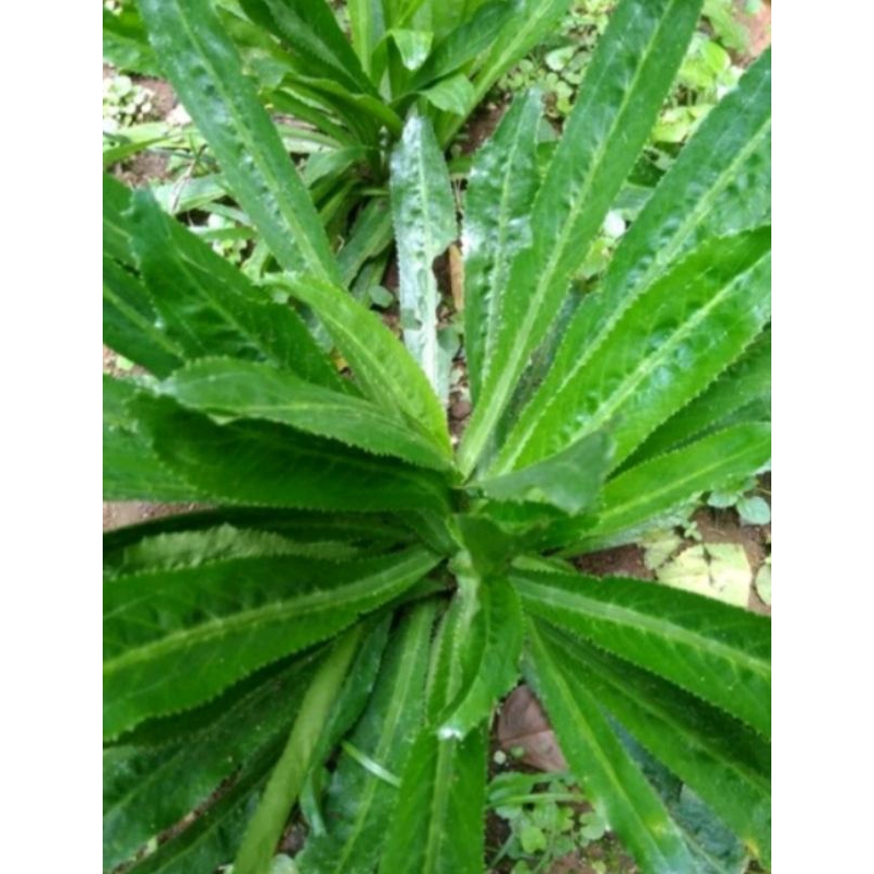 

Daun Walang Sangit Segar 500 Gram